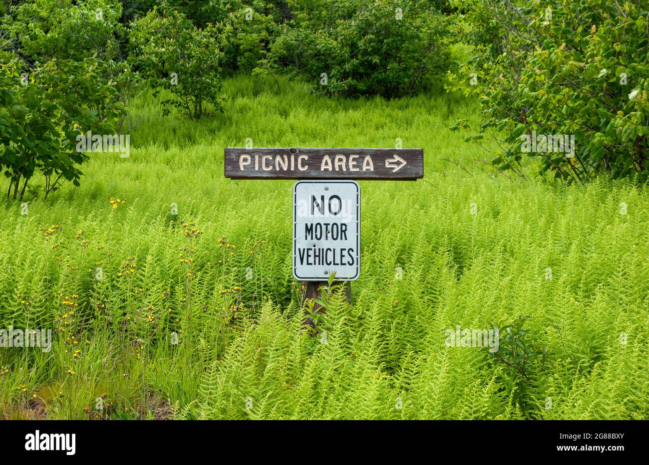 Área de picnic y sin vehículos a motor señales en un campo de helechos, cerca de la pista del monte Kearsarge. Mount Kearsarge, Rollins State Park, Warner, Nuevo Hampshire Foto de stock