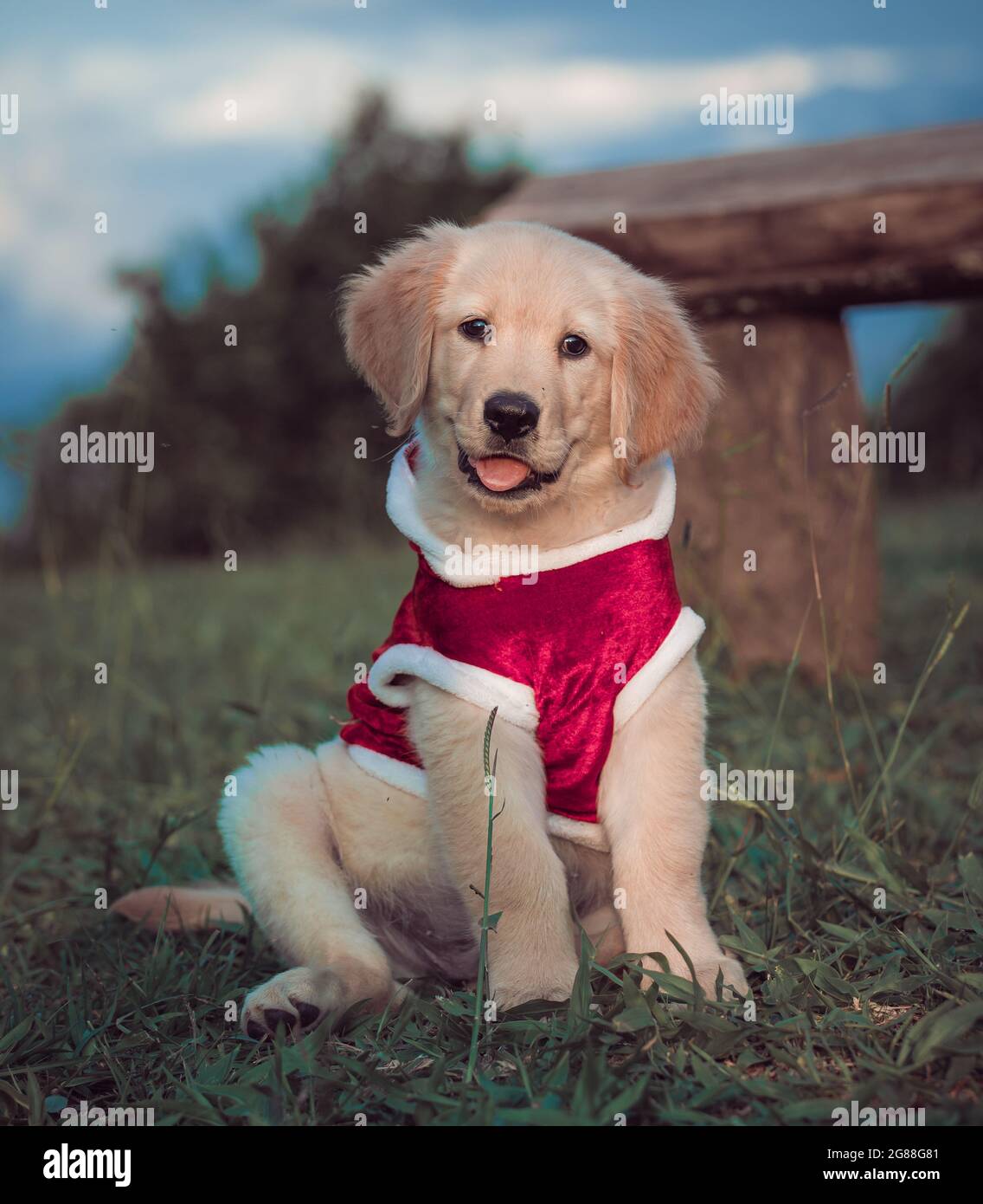 Una mascota del Golden Retriever con ropa de perro rojo Fotografía stock - Alamy