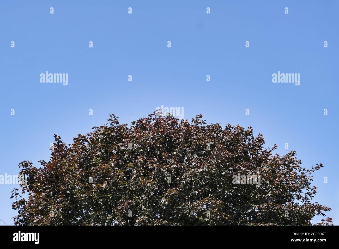Cobre Árbol de haya (Fagus sylvatica f. purpurea) contra un cielo azul sin nubes a principios del verano Foto de stock