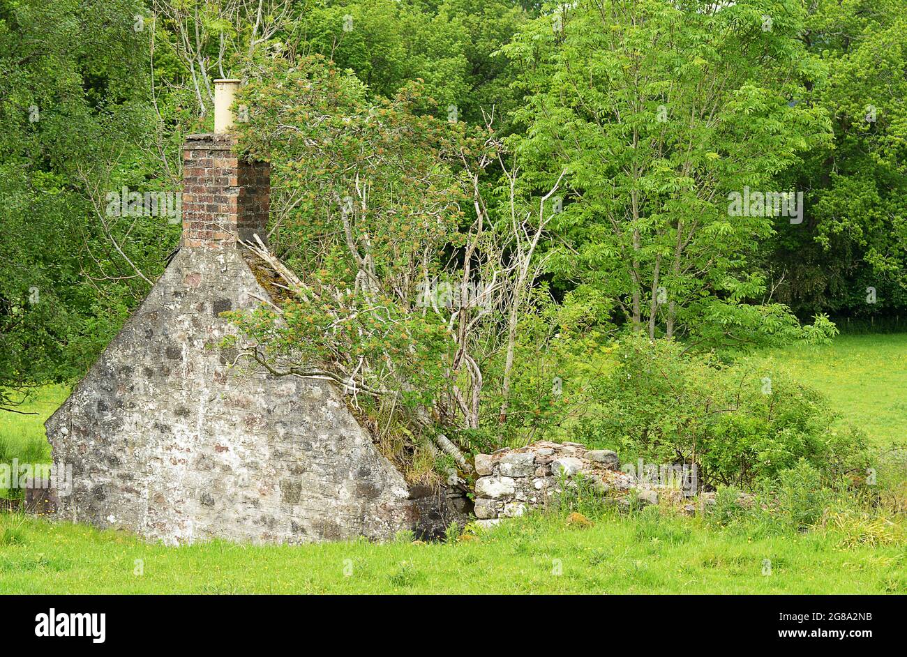 Una casa escocesa abandonada, abandonada por mucho tiempo con árboles que crecen de ella, sólo el extremo de hastial completo, en Highland Pethshire, cerca de Gilmerton, Foto de stock