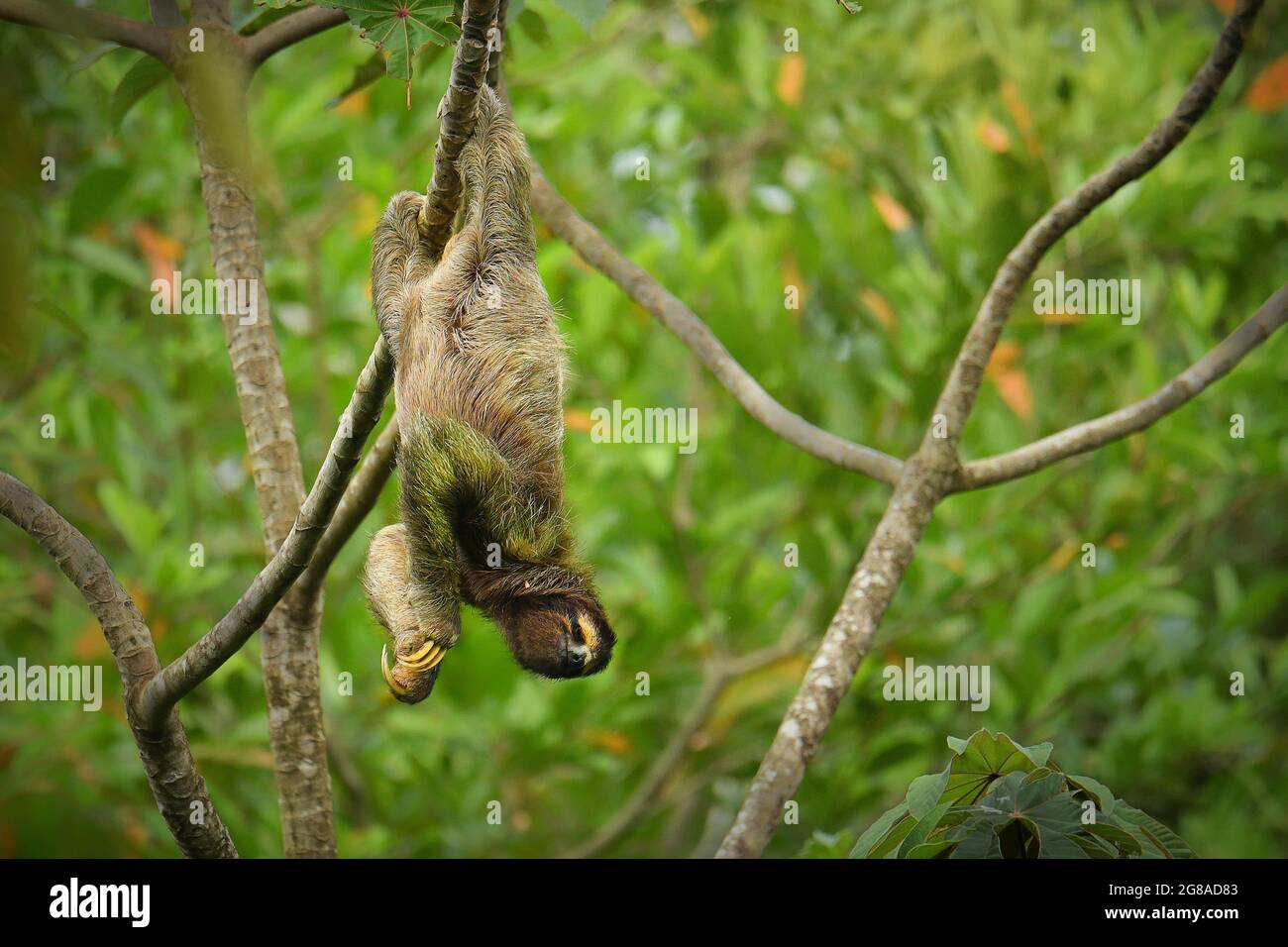 Perezoso de garganta parda - Bradypus variegatus Especie de perezoso de tres dedos que se encuentra en el reino neotropical de América Central y del Sur, mamífero encontrado en Th Foto de stock
