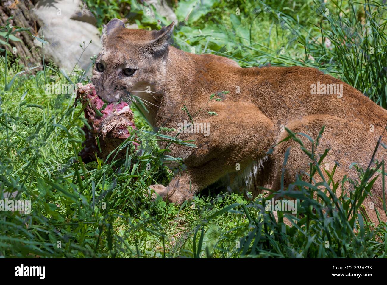 Puma marrón comiendo un trozo de carne cruda sobre hierba Fotografía de  stock - Alamy