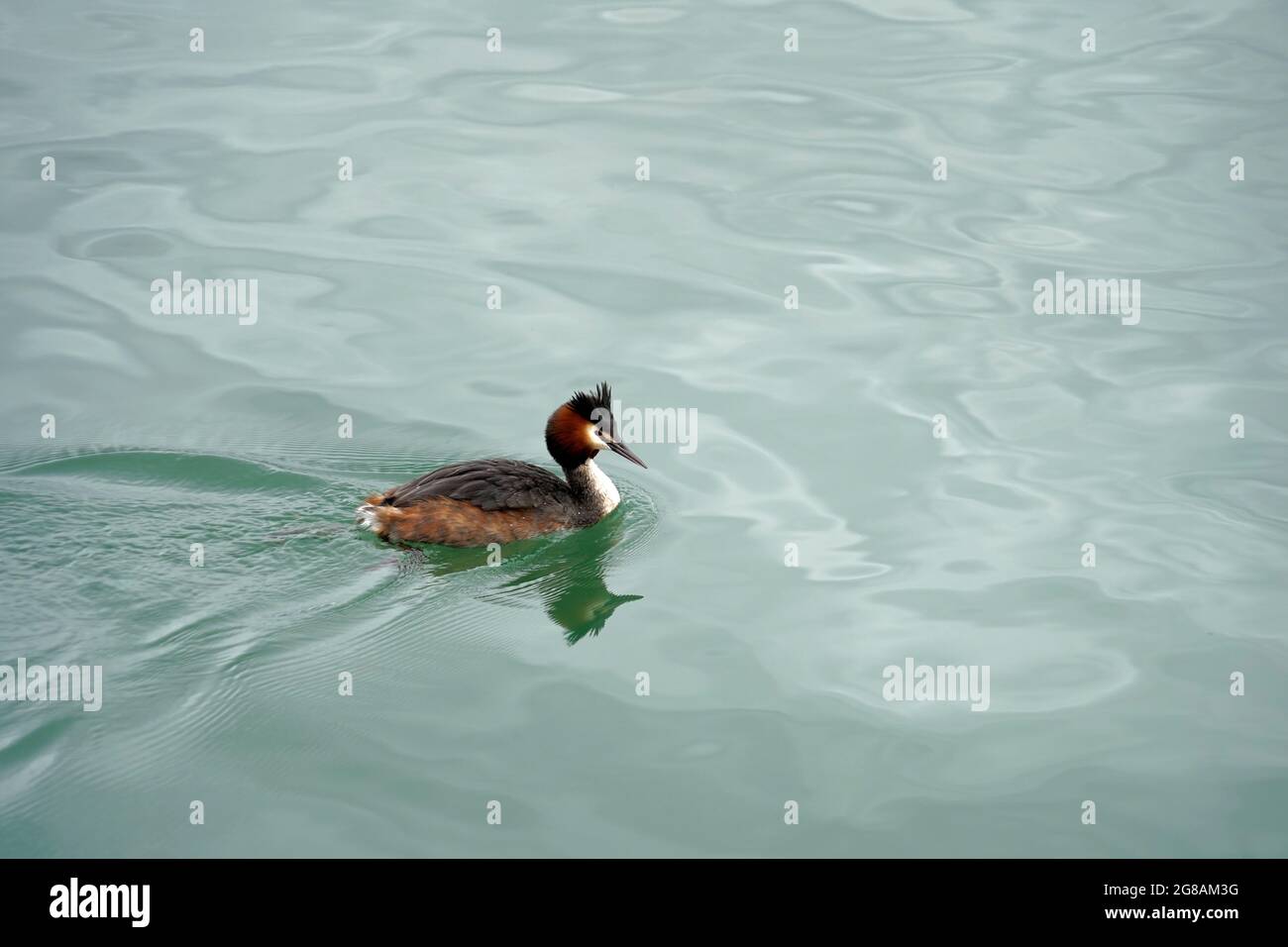 Gran crested grebe en latín llamado Podiceps cristatus nadar en el lago Zurich con un montón de espacio de copia. Es una ave de agua o ave de agua, la más grande Foto de stock