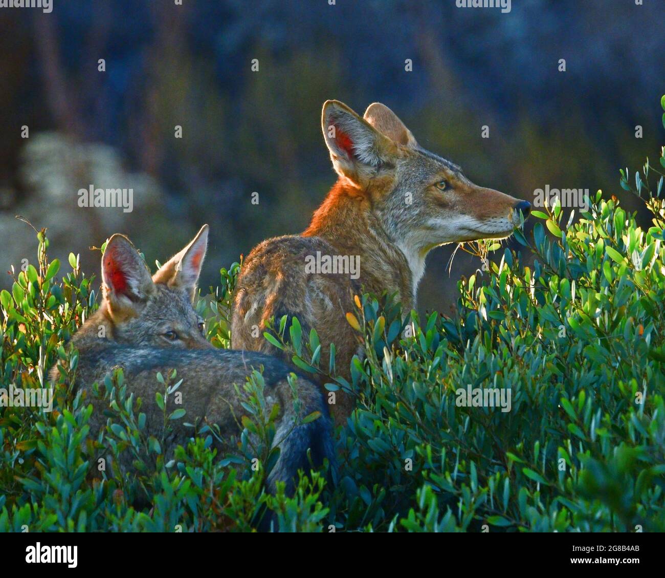 My Image 30