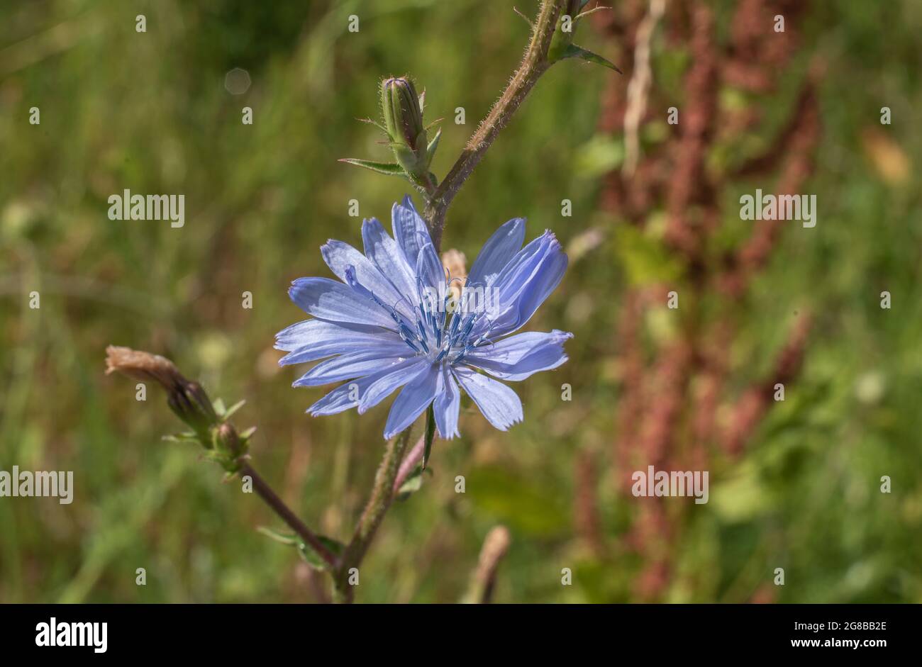una sola flor de achicoria con floretes azules y estambres azules a la luz del sol Foto de stock