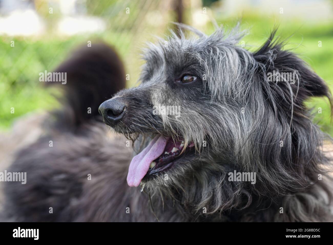 No es un perro color gris pelo largo Fotografía de stock - Alamy