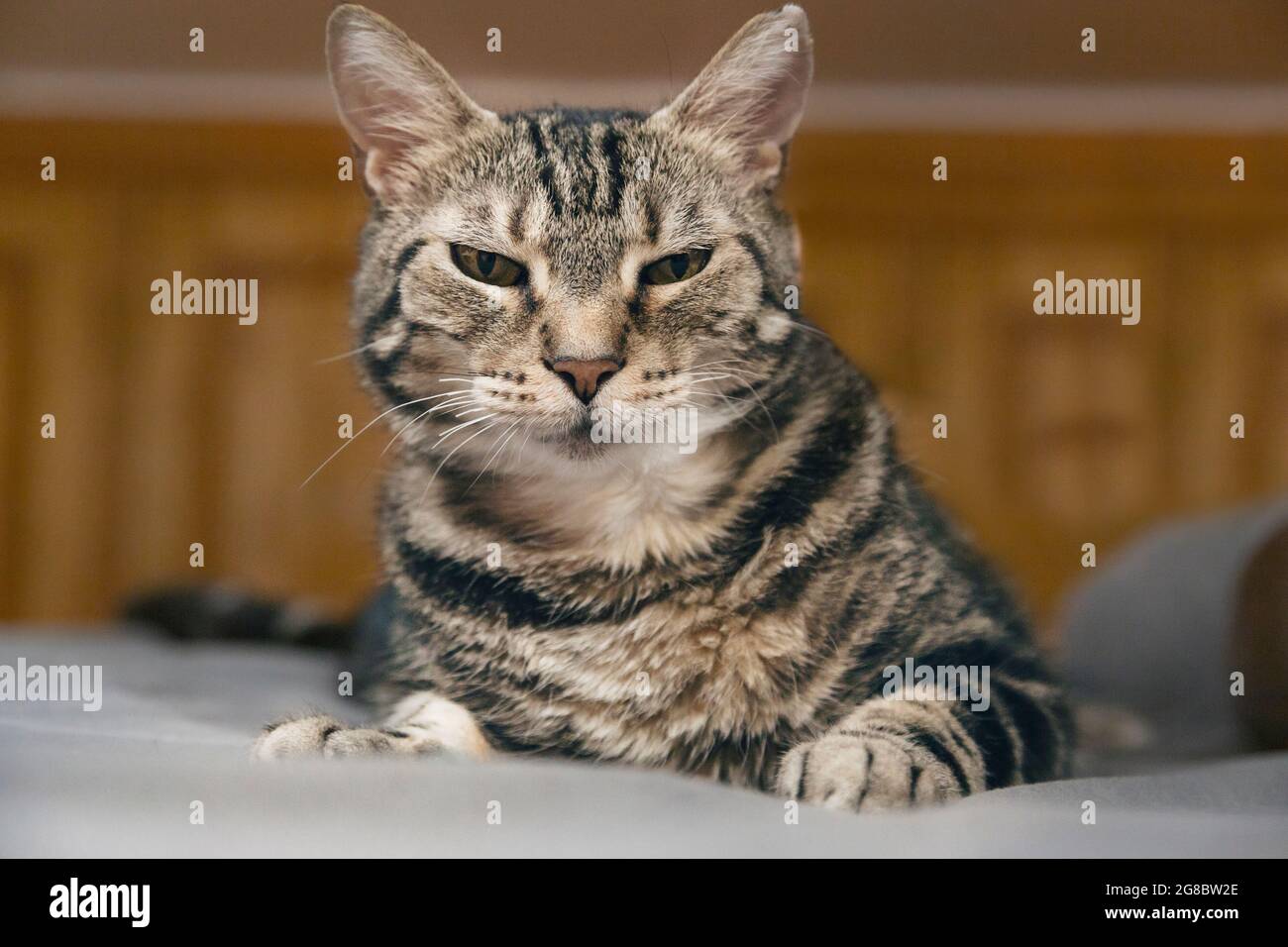Gato con mirada sospechosa, ojos abiertos, gato perezoso, mirada felina Foto de stock