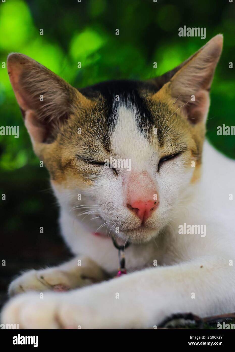 fotografía de animales divertidos, gato blanco durmiendo cómodamente. Cerca de dormir belleza gato blanco. Lindo gatito para dormir. Foto de stock