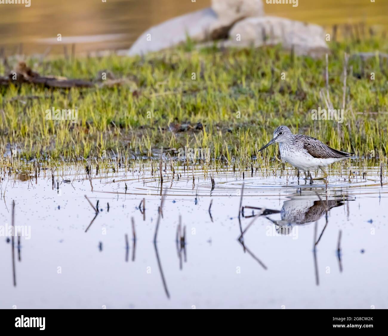 Greenshank común (Tringa nebularia), estanque Dehtar, Bohemia meridional, República Checa Foto de stock