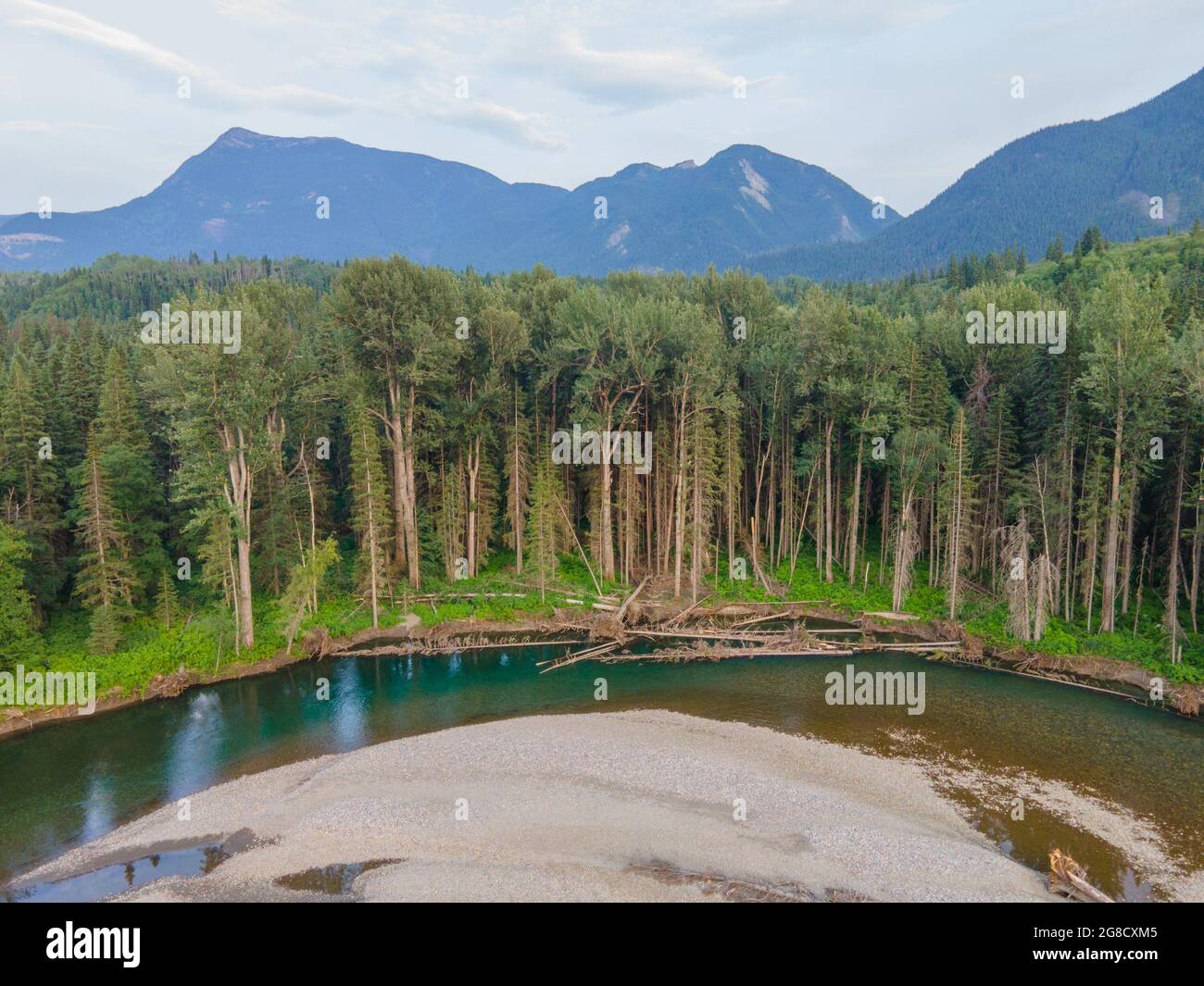 Vegetación ribereña de segundo crecimiento en las cabeceras del río Pine en la Columbia Británica. Foto de stock