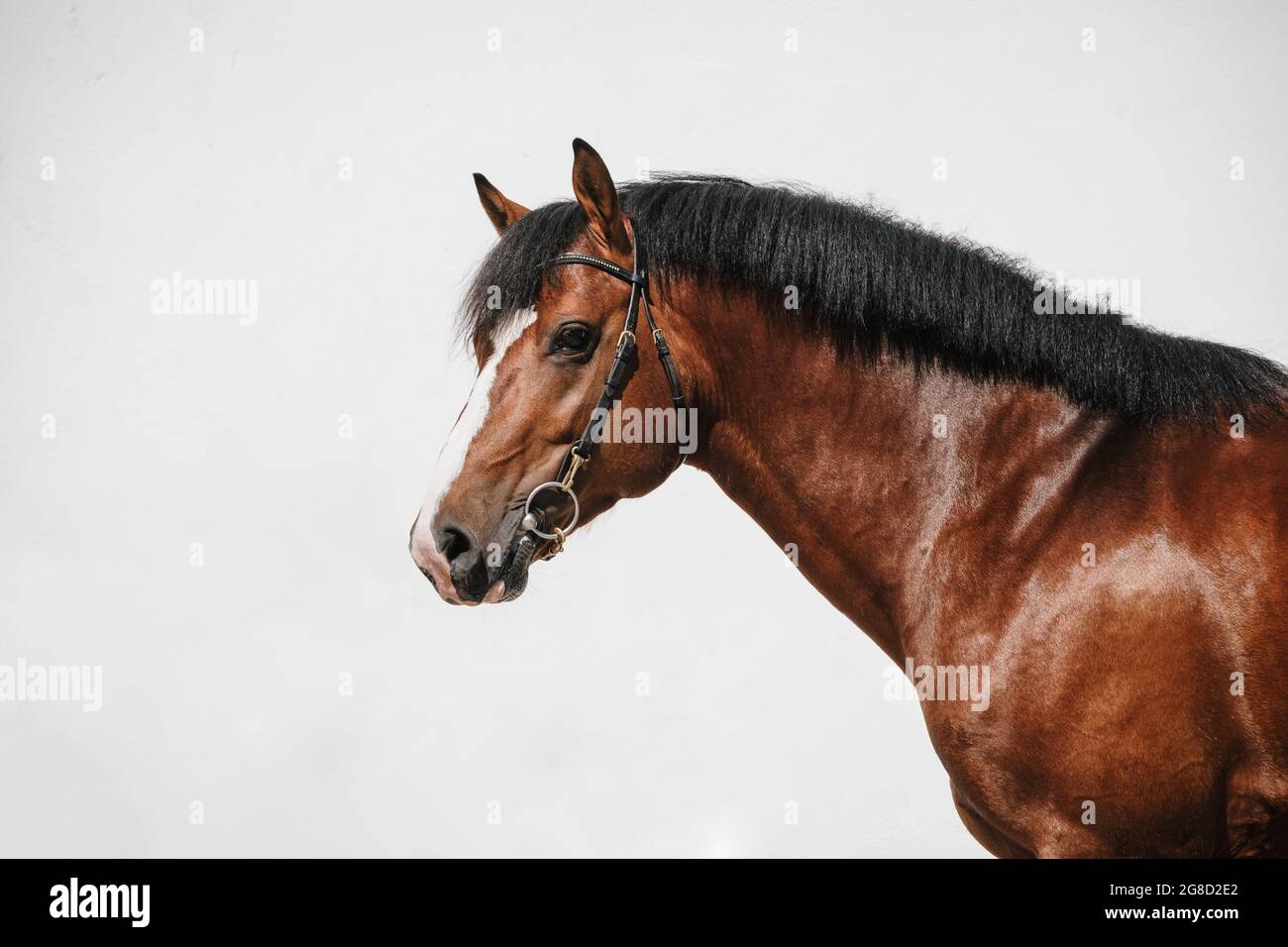 Retrato de una bahía franches montagnes caballo también conocido como freiberger Foto de stock