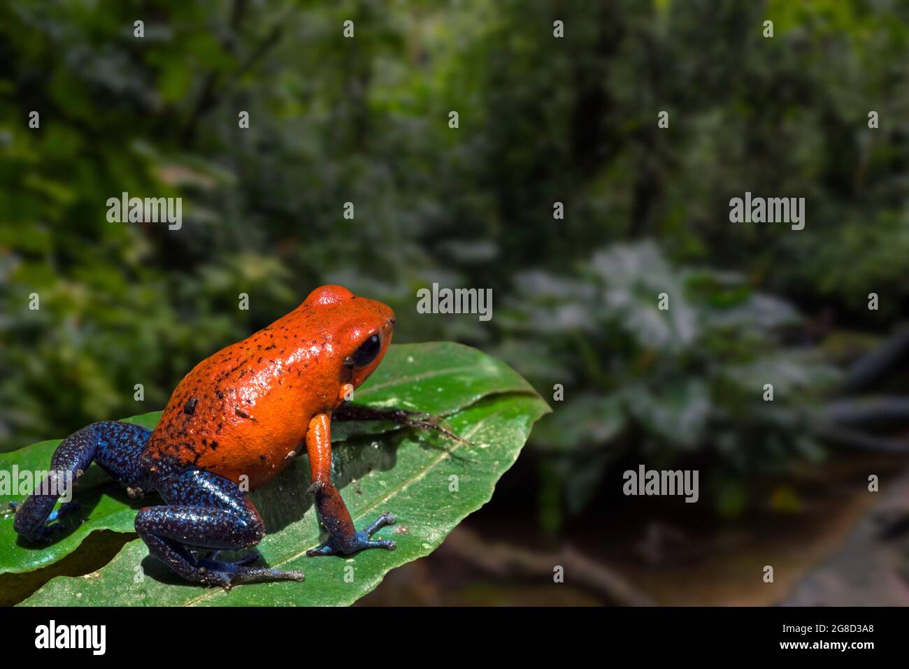 Azul vaqueros color morfo de fresa rana veneno / fresa rana veneno-dardo (Oophaga pumilio / Dendrobates pumilio) nativo de América Central Foto de stock
