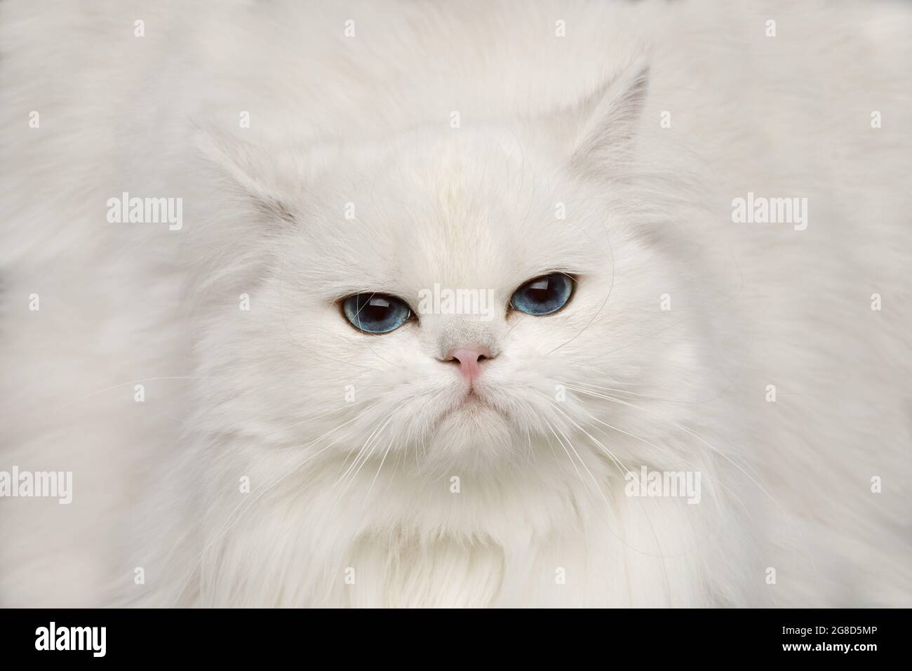 Primer plano Retrato de gato británico infeliz, color blanco puro con ojos azules, mirando en la cámara sobre fondo negro aislado, vista frontal Foto de stock