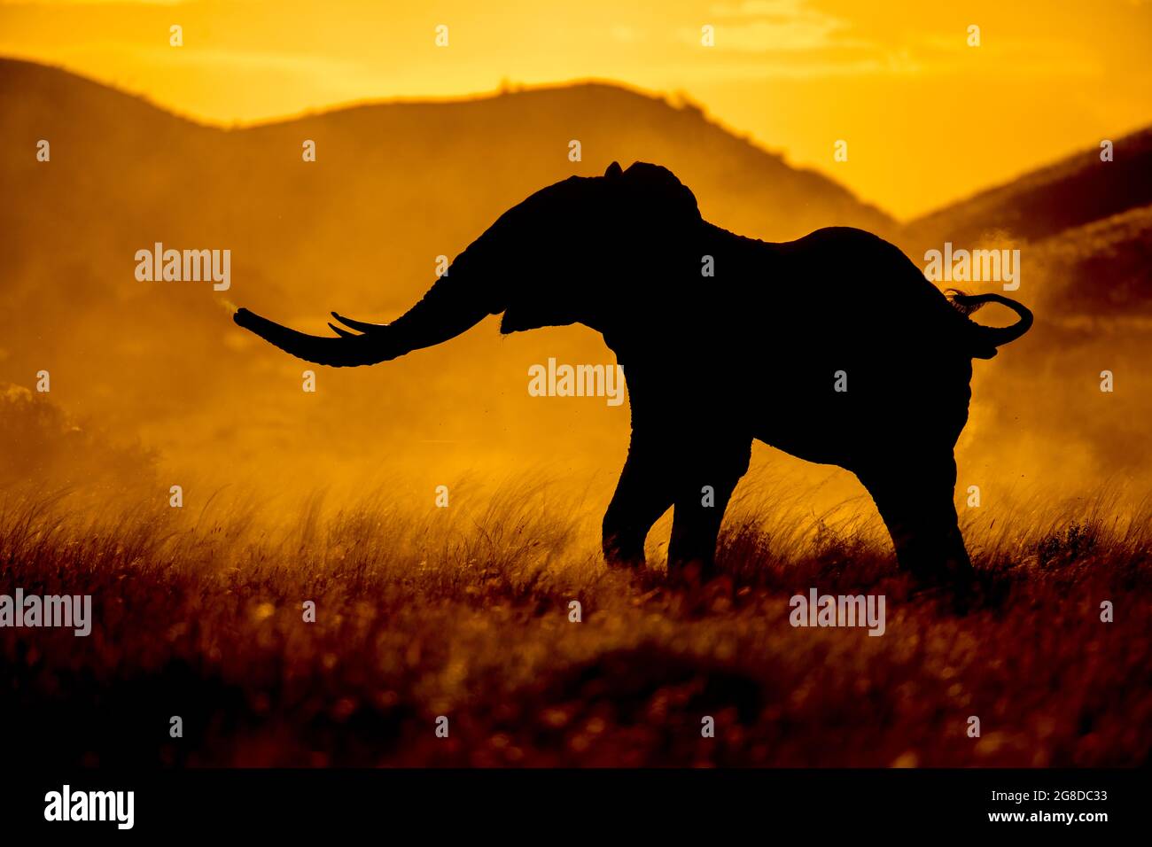 Elefante sobresaltado y agitado, usando el tronco para oler, cola para arriba, ambiente polvoriento Foto de stock