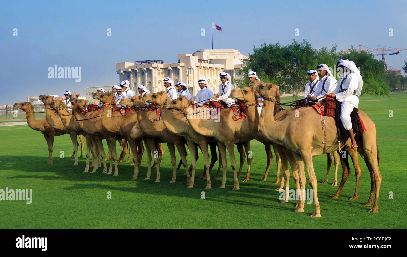 Camellos árabes / QATAR Foto de stock