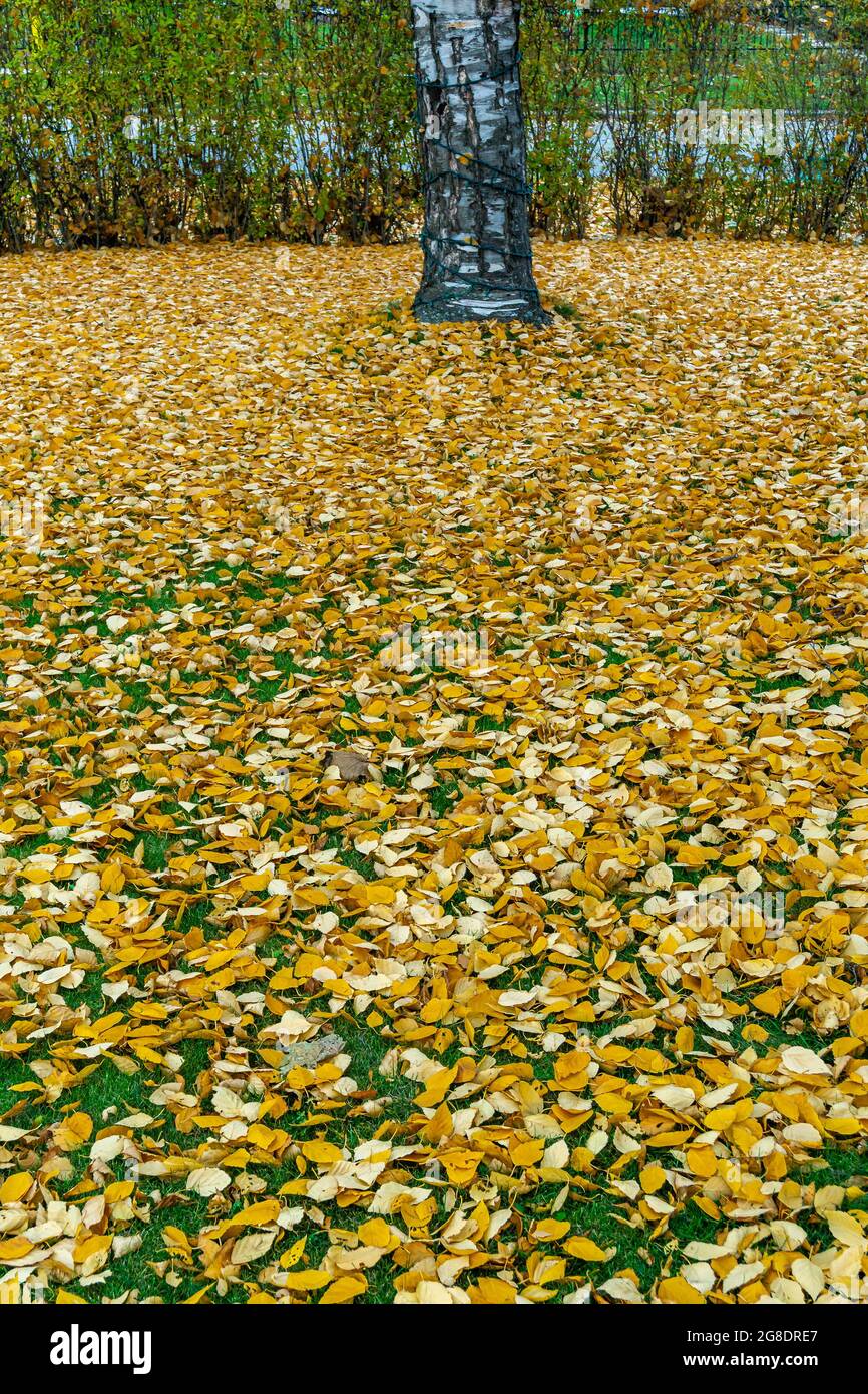 Vista de bajo nivel de las hojas caídas del otoño bajo un árbol. Disparo vertical Foto de stock