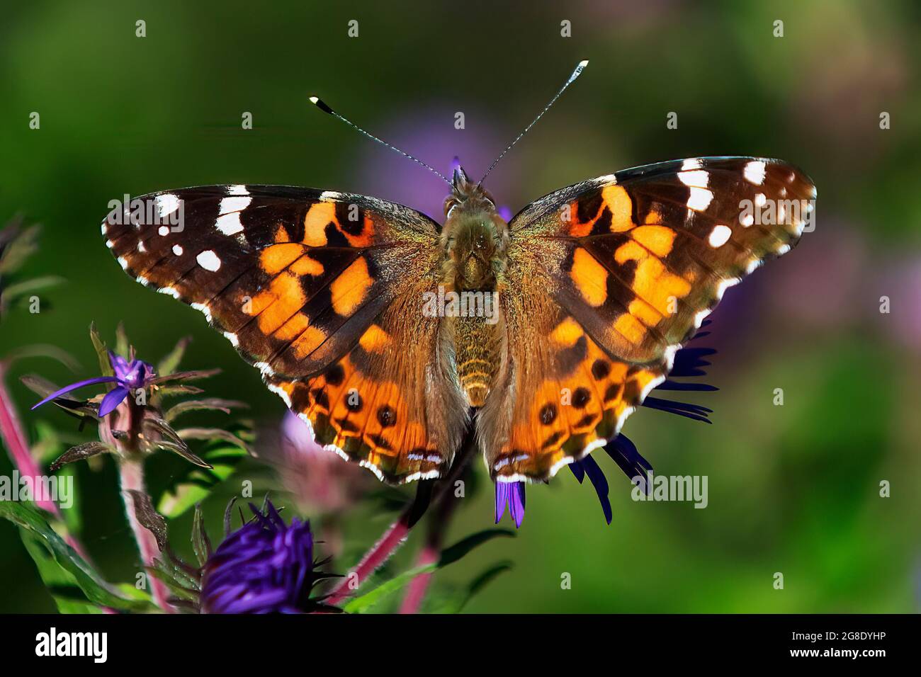 Pinted Lady mariposa primer plano nectaring en Nueva Inglaterra aster Foto de stock