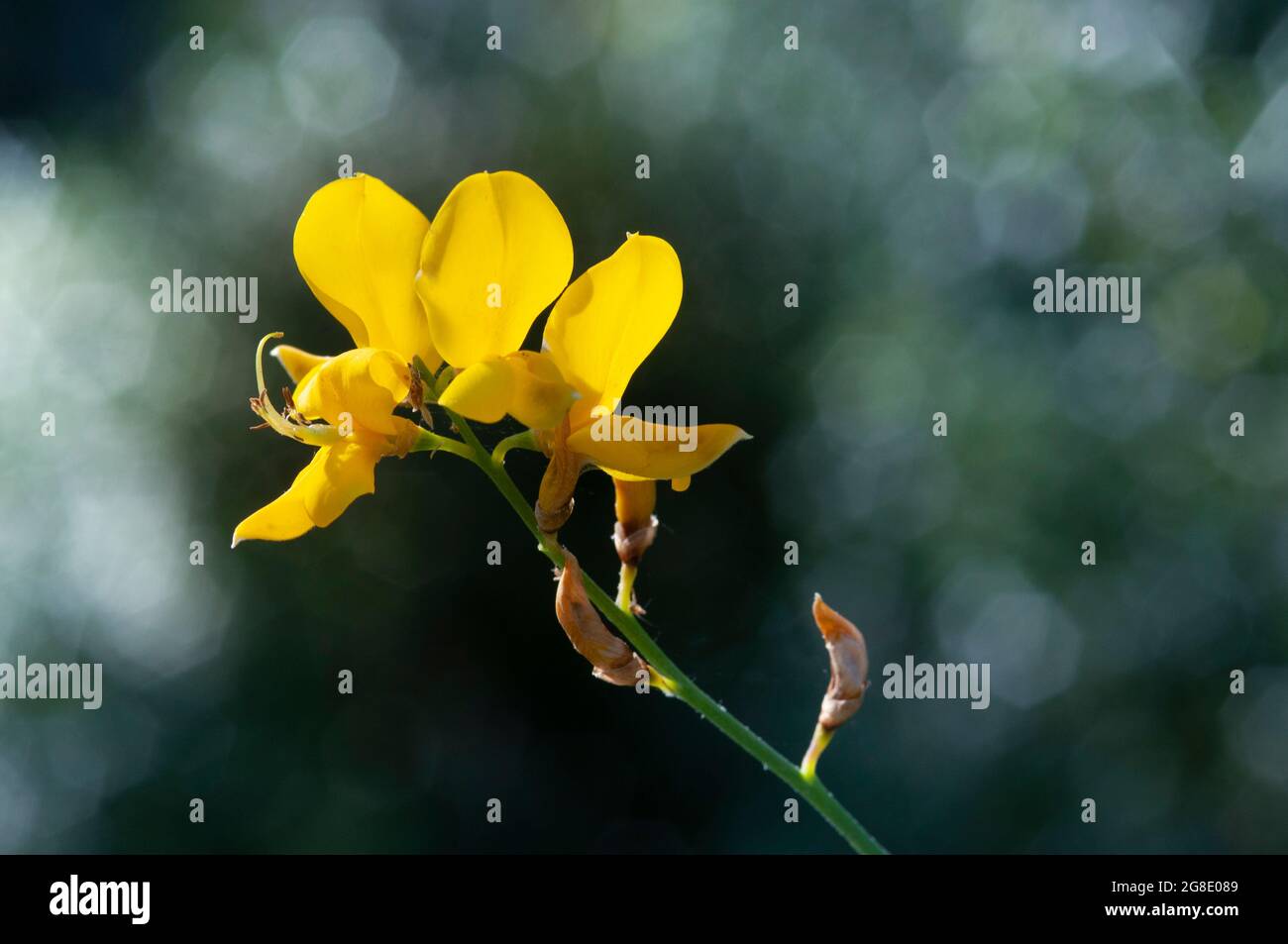 Floración Broom común, Cytisus scopararius, Genista Scoporia Foto de stock