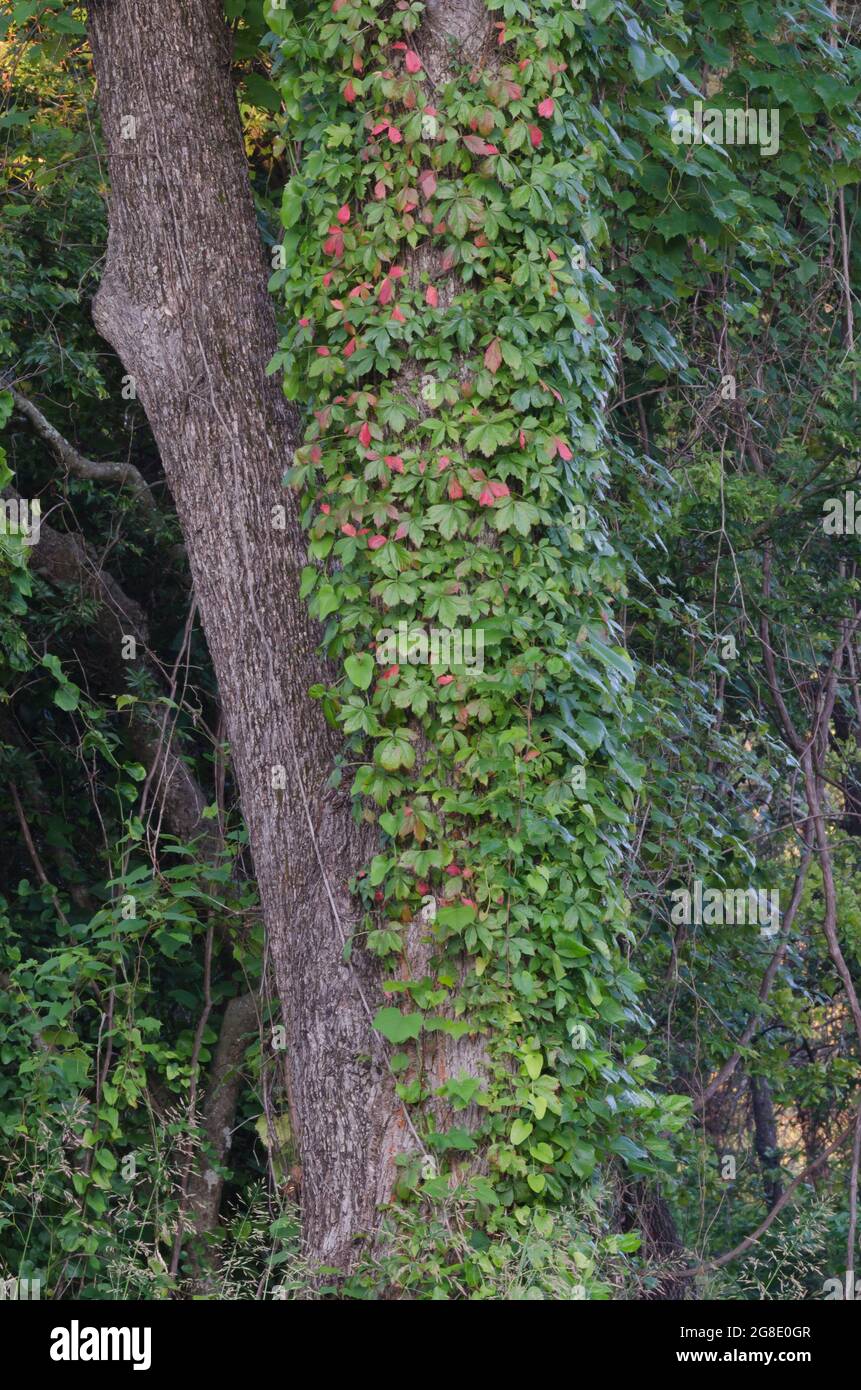 Virginia Creeper, Parthenocisus quinquefolia, creciendo tronco de Pecan, Carya illinoinensis Foto de stock