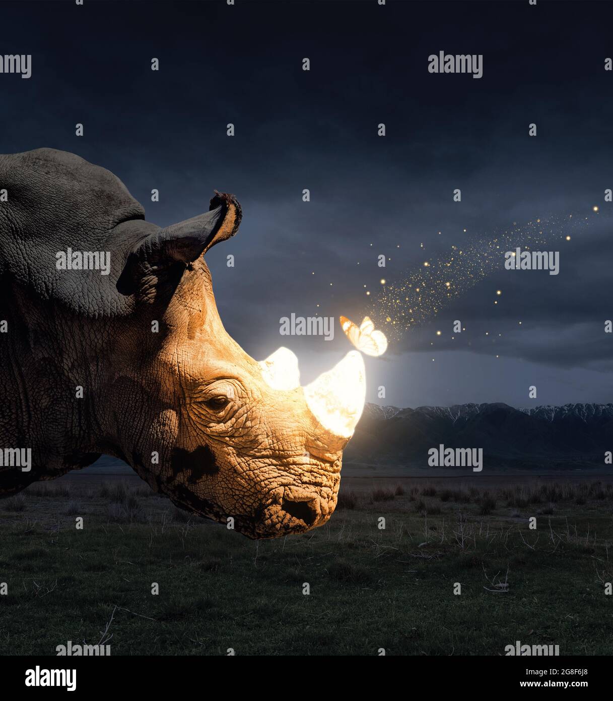 Mariposa mágica sentada en el cuerno de rinoceronte en la naturaleza de la vida salvaje por la noche Foto de stock