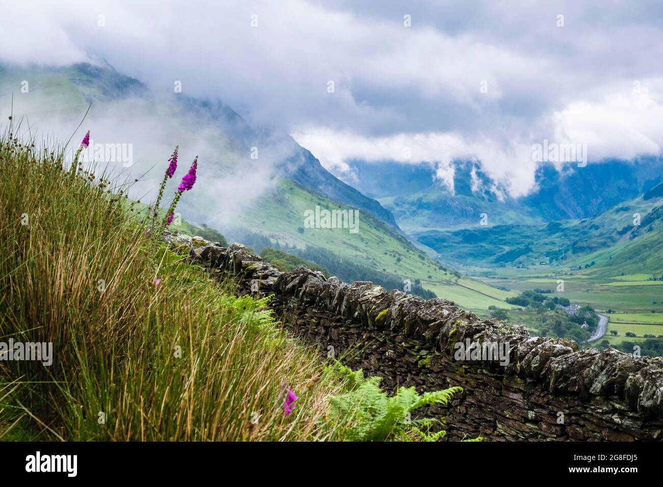 Foxguants y ver el valle de Nant Ffrancon a las montañas cubiertas de nubes del Parque Nacional de Snowdonia en verano. Ogwen Gwynedd Gales del Norte Reino Unido Gran Bretaña Foto de stock