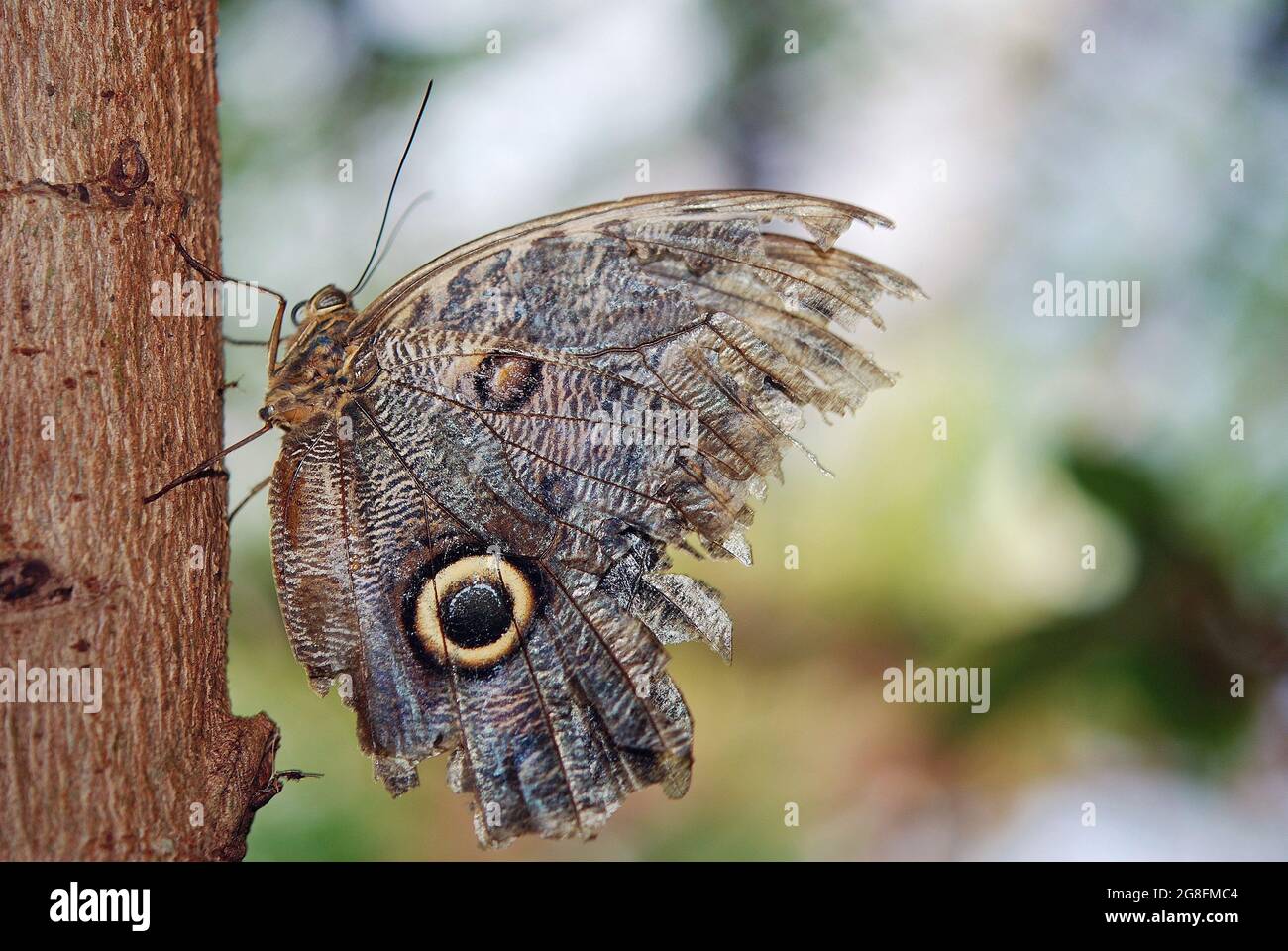 Mariposas del mundo, mariposa de búho con alas rasgadas tras ataques de aves Foto de stock