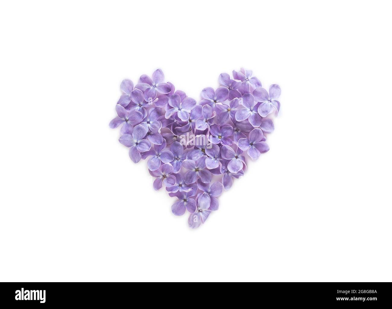 Corazón hecho de flores lilas aisladas sobre un fondo blanco. Vista superior, espacio de copia. Foto de stock