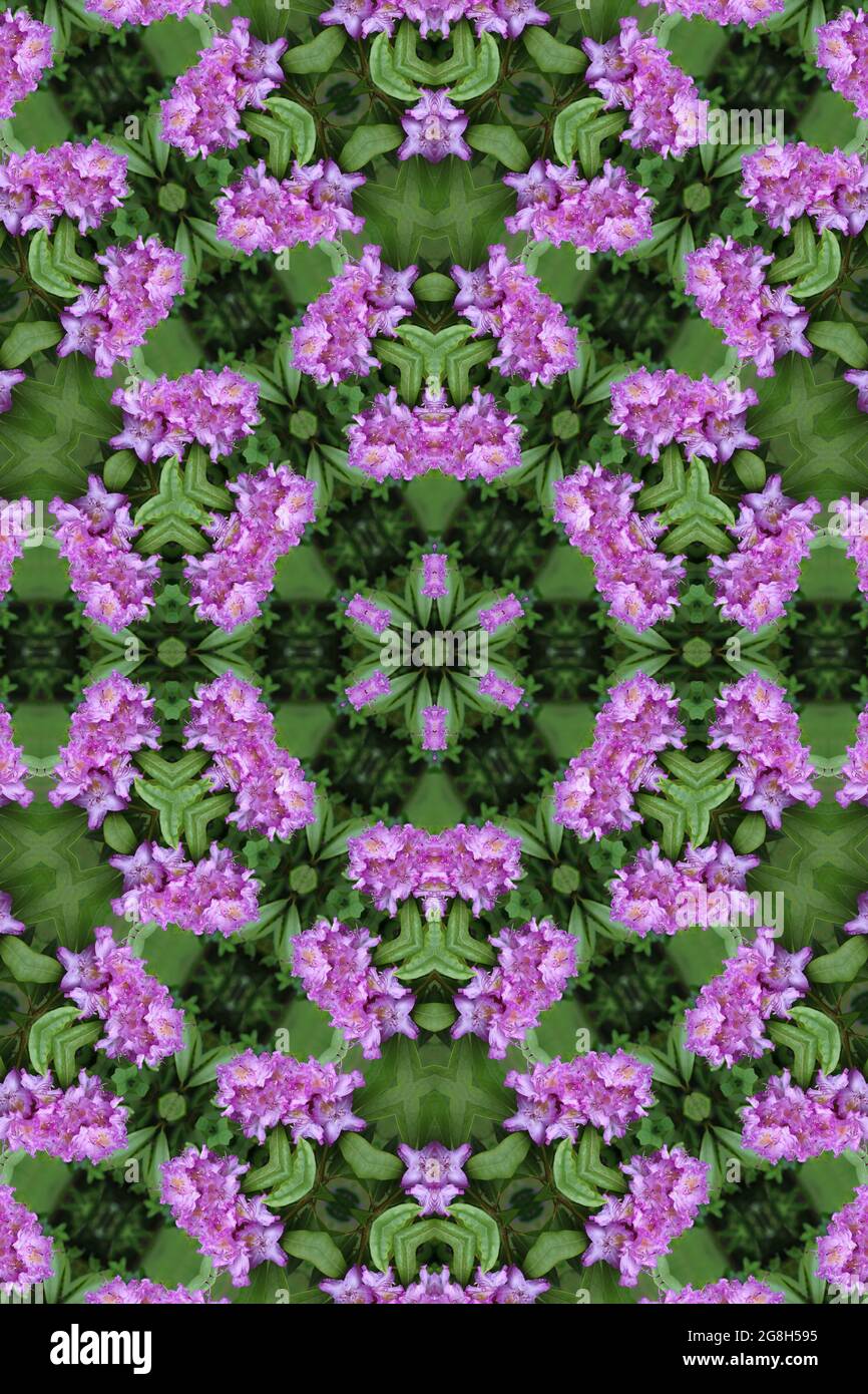 Caleidoscopio de flores moradas fotografías e imágenes de alta resolución -  Alamy