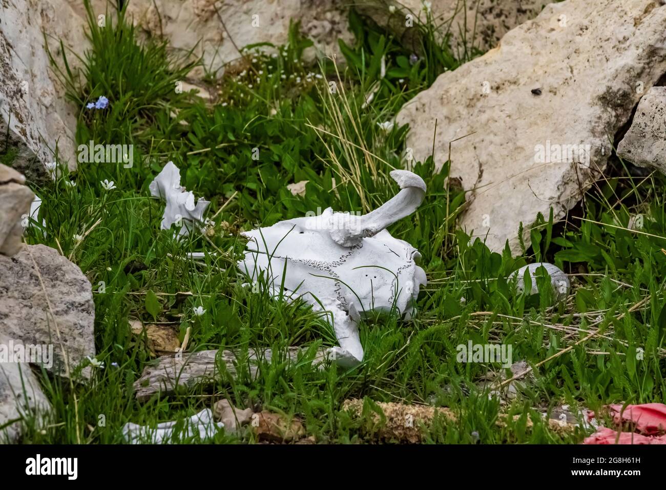 El cráneo del pronhorn se fue como una ofrenda sagrada en el Medicine