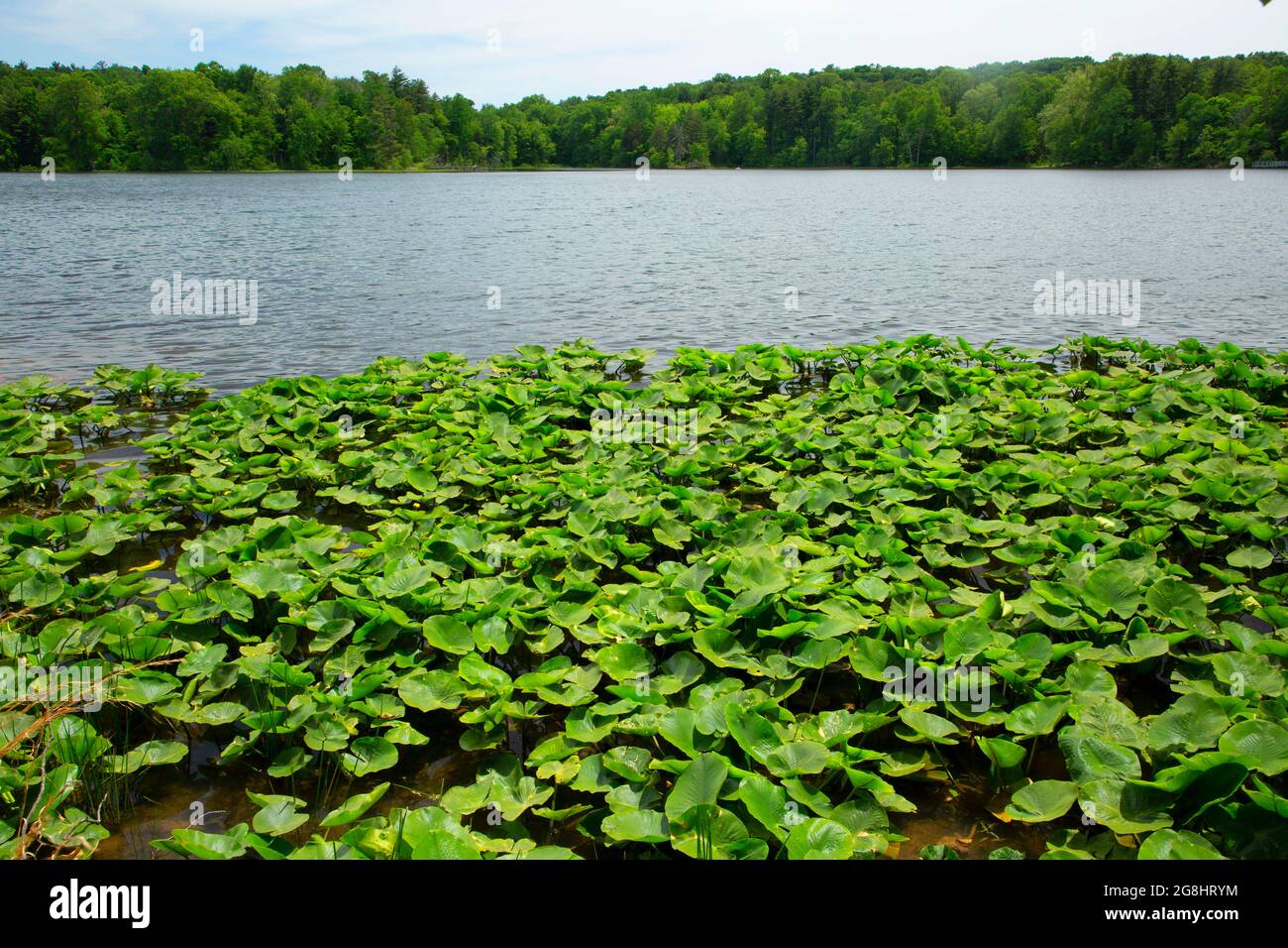 Lago Lincoln con lirios de estanque amarillo, Lincoln State Park, Indiana Foto de stock