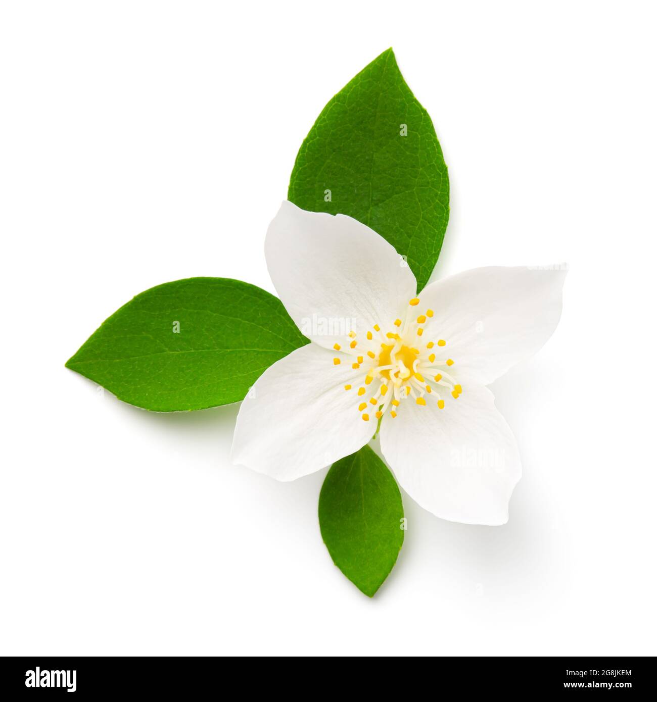 Flor de jazmín con hojas verdes aisladas sobre fondo blanco. Vista superior  Fotografía de stock - Alamy