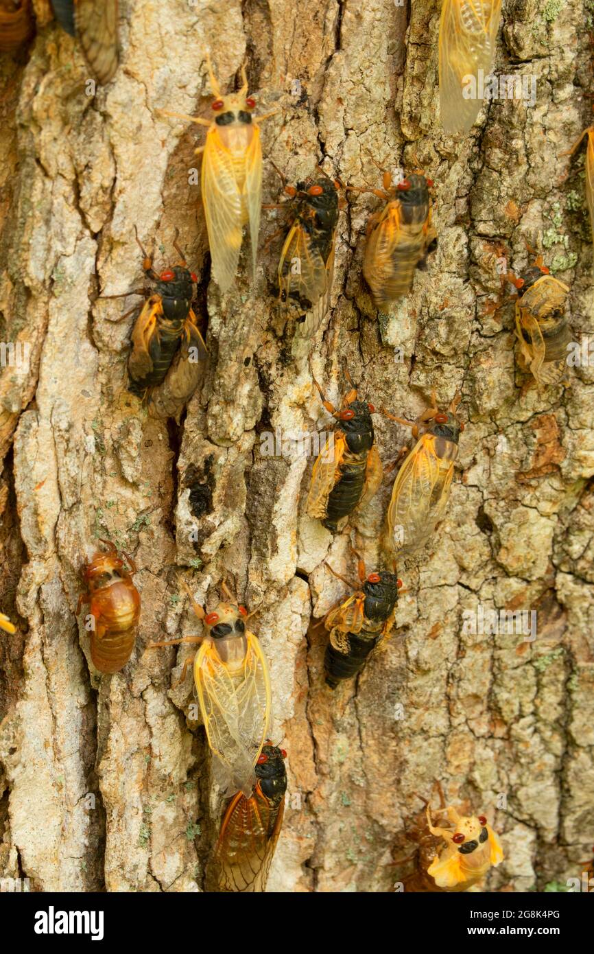 Camada x cigarras fotografías e imágenes de alta resolución Alamy