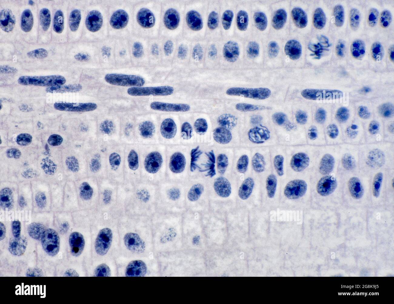 Mitosis cebolla punta raíz fotografías e imágenes de alta resolución