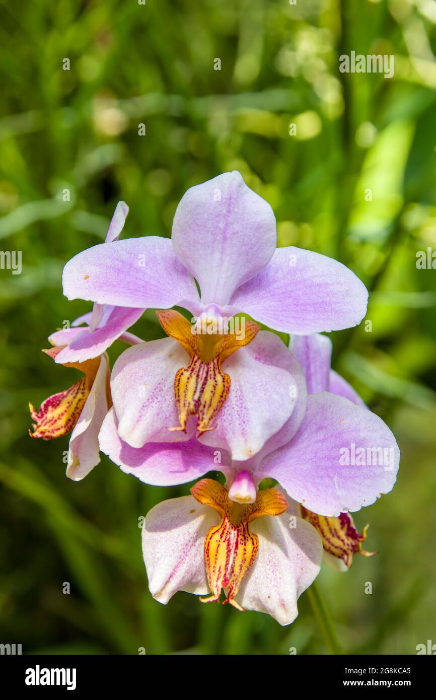 Foto de primer plano de la orquídea Papilionanthe Mandai Gardens  (Papilionanthe teres x Papilionanthe tricuspidata Fotografía de stock -  Alamy