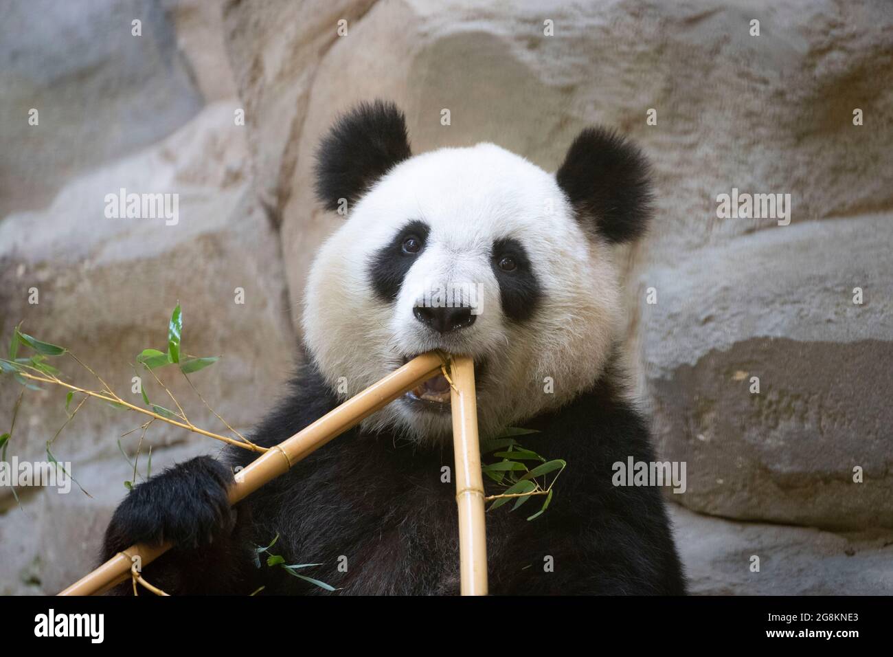 (210721) -- BEAUVAL, 21 de julio de 2021 (Xinhua) -- Foto del archivo tomada el 5 de mayo de 2021 muestra panda gigante Huan Huan en el zoológico de Beauval en Saint-Aignan-sur-Cher, Francia. Huan Huan, un panda gigante en el zoológico de Beauval en el centro de Francia, está embarazada y el nacimiento de su cachorro se espera en unos 10 días, anunció el zoológico. Huan Huan, que significa 'feliz' en chino, y su amigo Yuan Zi, nacieron en Chengdu, China, y llegaron a Francia en 2012 cuando tenían tres años. (Zoológico de Beauval/Folleto via Xinhua) Foto de stock