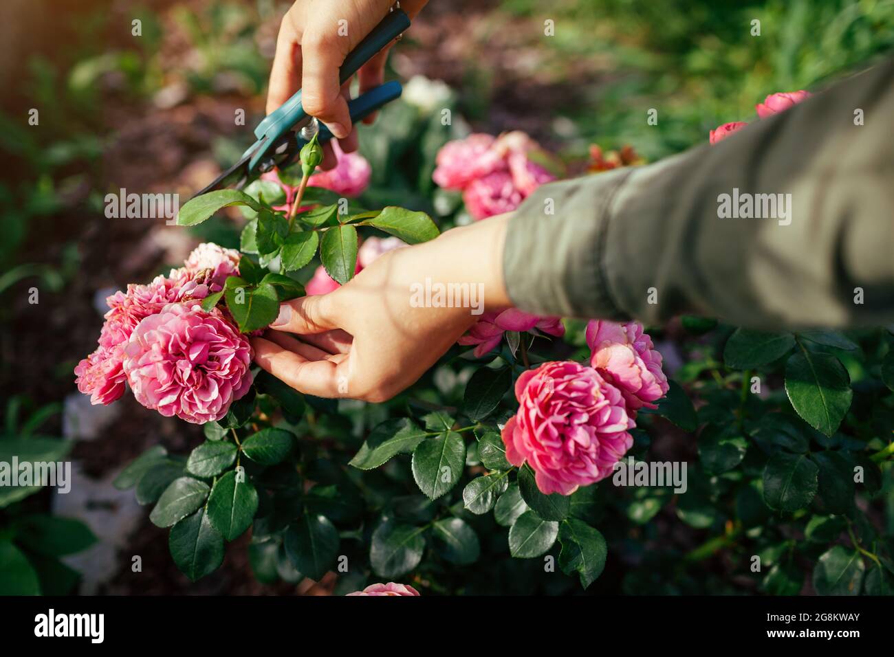 Una mujer que se está deadheading seco leonardo da vinci rosa en el jardín de verano. Jardinero cortando flores gastadas marchitadas con poda. Foto de stock