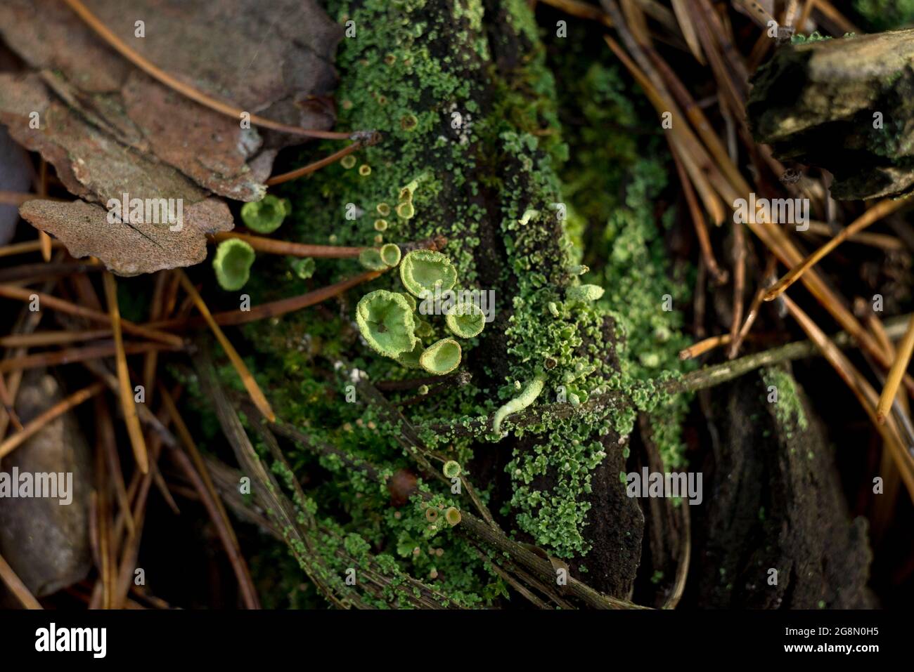 Marco decorativo natural de musgo verde, setas, hojas de helecho. Foto de stock