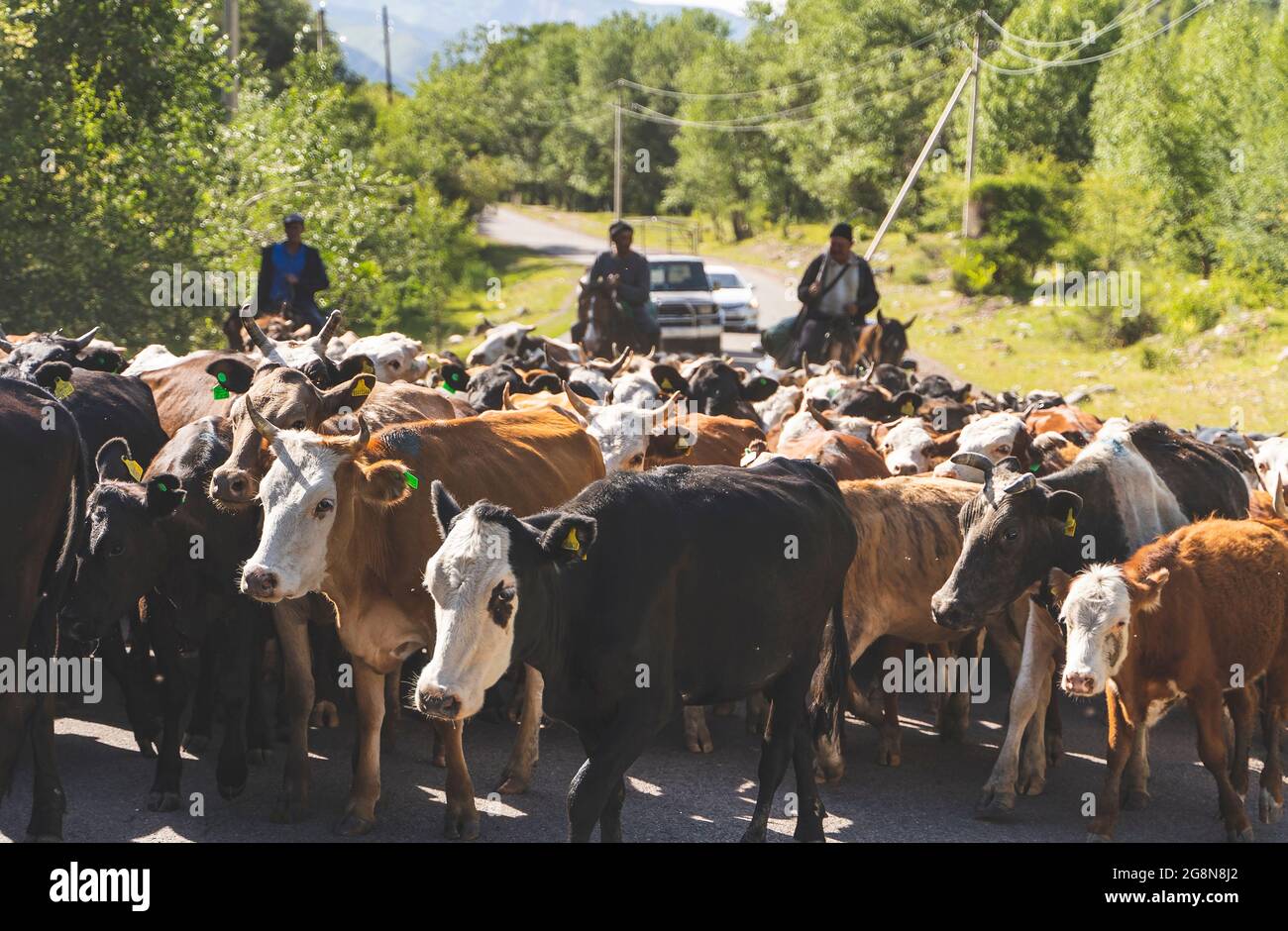 Un bloque de carretera en Asia Central compuesto de vacas. Foto de stock
