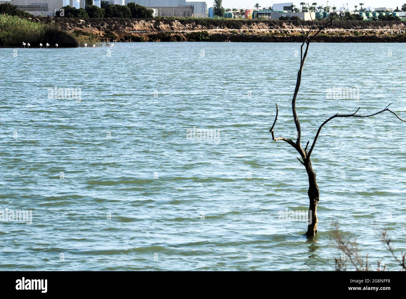 Humedales de San Pedro del Pinatar, provincia de Murcia, en un día soleado de verano Foto de stock