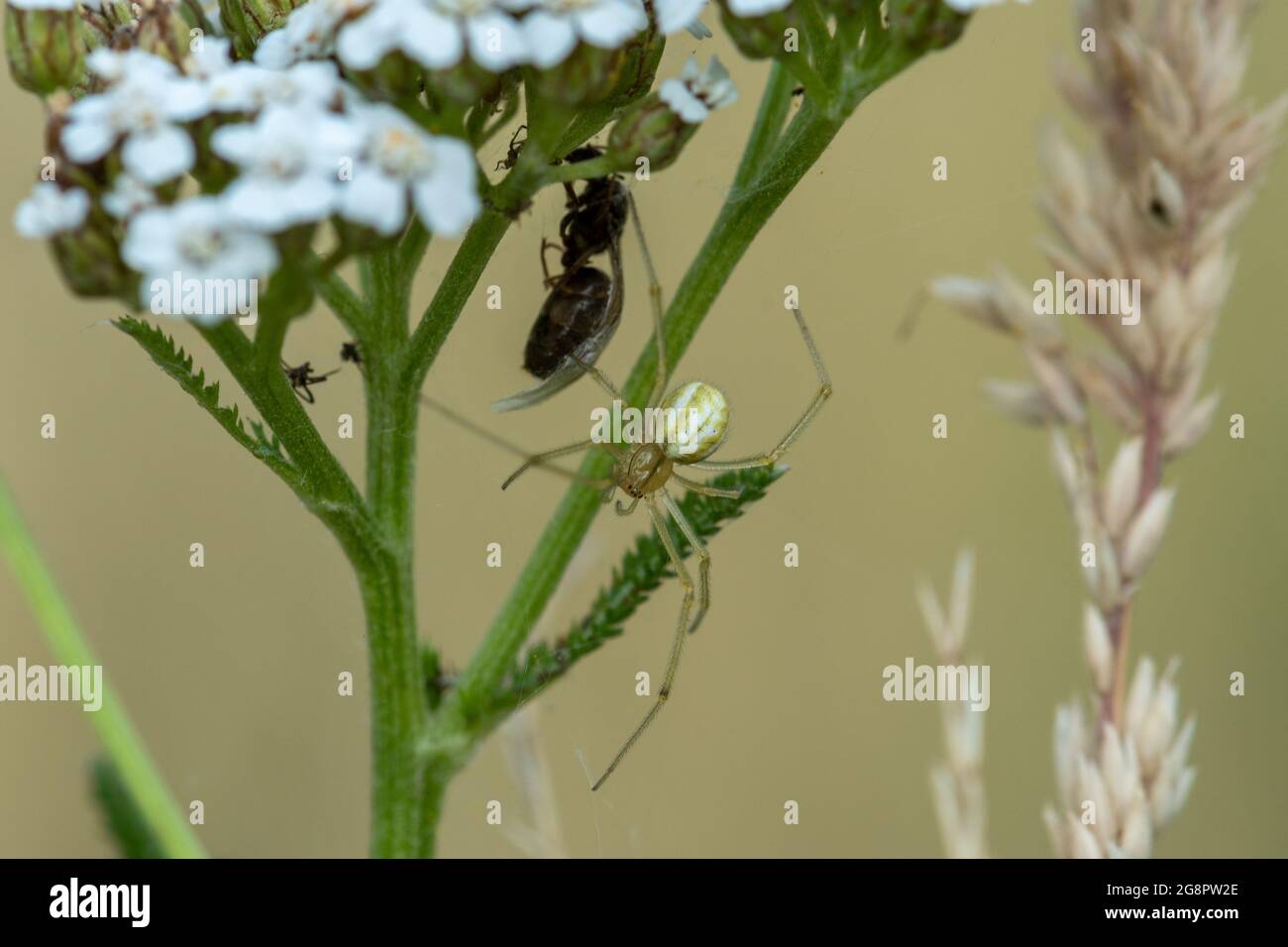 Araña común de rayas de caramelo (Enoplognatha ovata), forma linata femenina, con presa de abeja bajo una flor, Reino Unido. Foto de stock