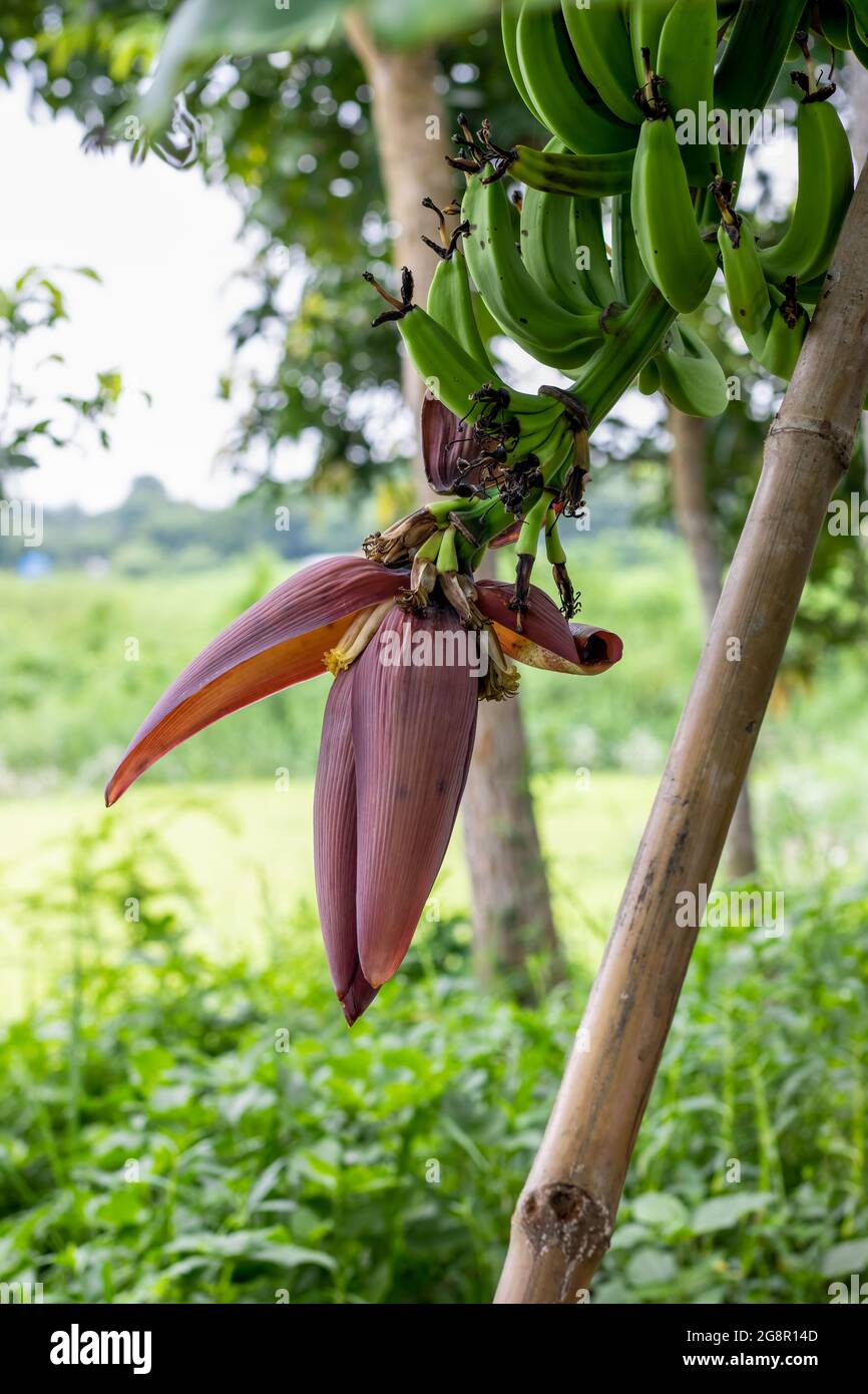 Un manojo de plátanos verdes con flores creciendo en el árbol y el manojo fue apoyado con un palo de bambú Foto de stock