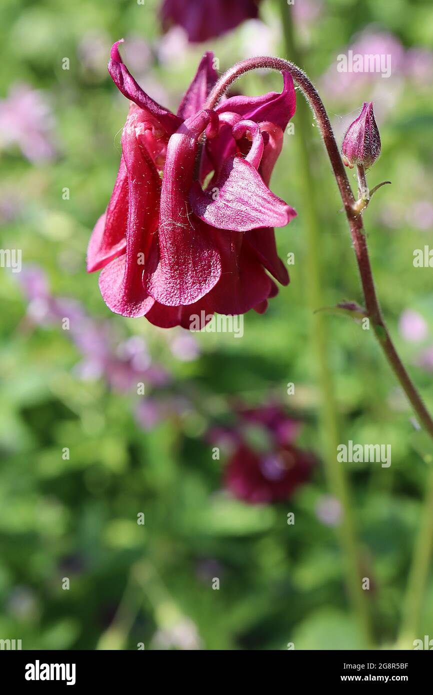 Aquilegia atrata columbina oscura – flores en forma de campana de vino rubí con pétalos de pliegue único, mayo, Inglaterra, Reino Unido Foto de stock