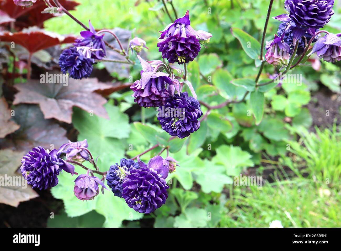 Aquilegia vulgaris «Warwick» Columbine Warwick – flores púrpura de doble pliegue, mayo, Inglaterra, Reino Unido Foto de stock