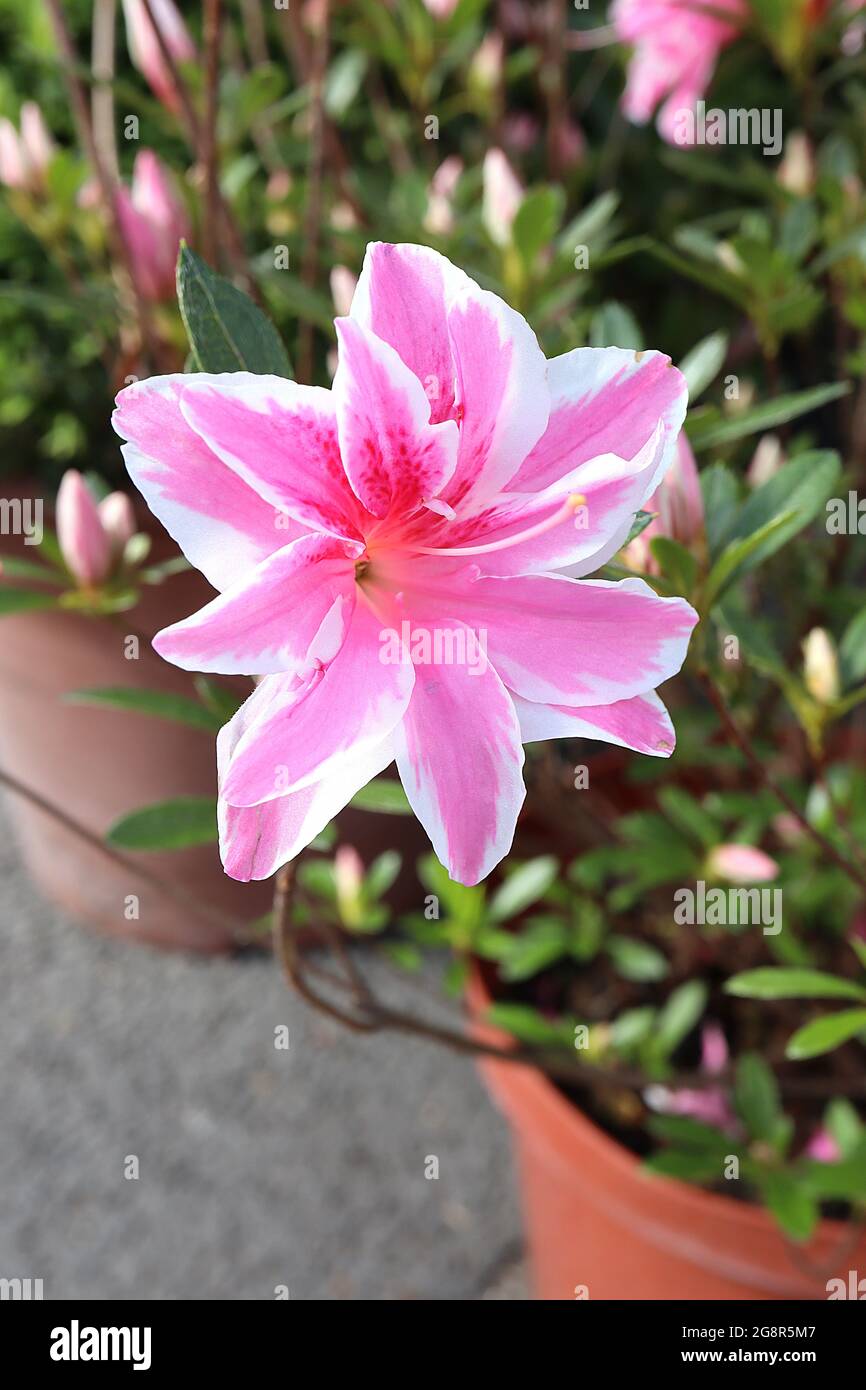 Azalea rosa y blanca fotografías e imágenes de alta resolución - Alamy