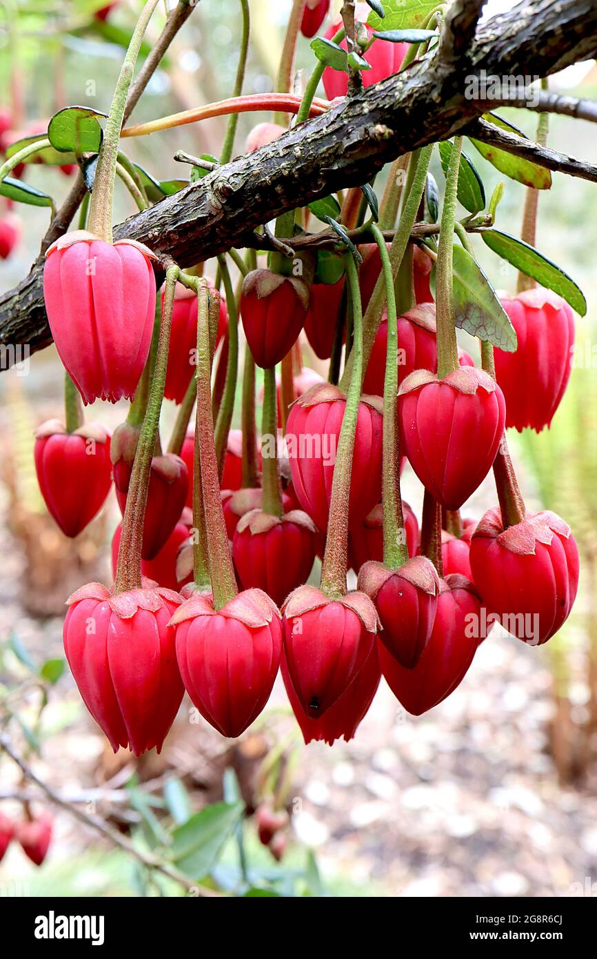 Crinodendron hookerianum Linterna chilena – racimos de flores rojas carmesí, mayo, Inglaterra, Reino Unido Foto de stock