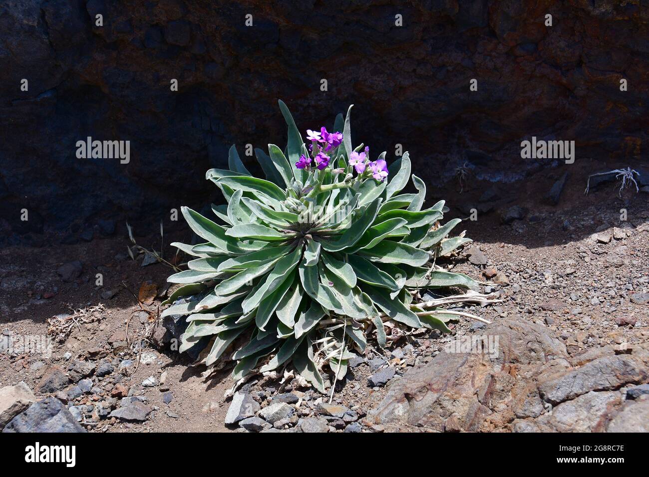 Matthiola maderensis, viola, especie endémica en Madeira, Portugal, Europa Foto de stock