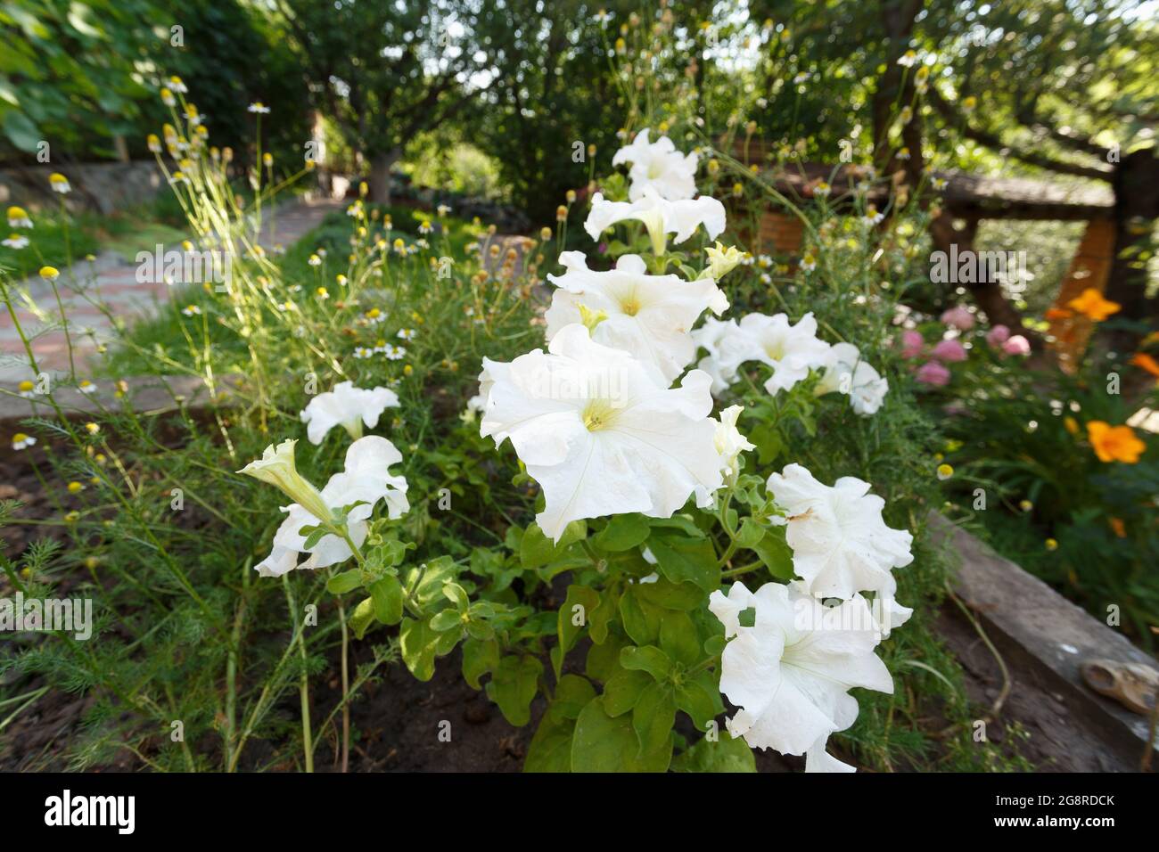 Flores blancas de petunia en el lecho de flores, cerca Foto de stock