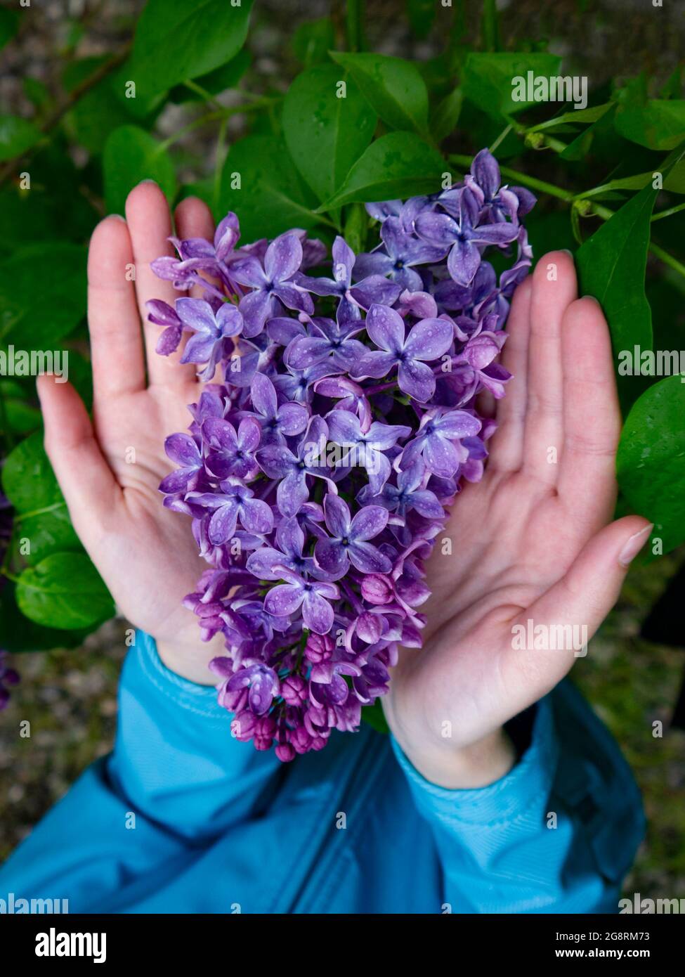 Una rama con grandes flores de lila en las manos de los niños. Flores de  primavera frescas que encarnan la energía del nacimiento de algo nuevo y  tierno beautif Fotografía de stock -