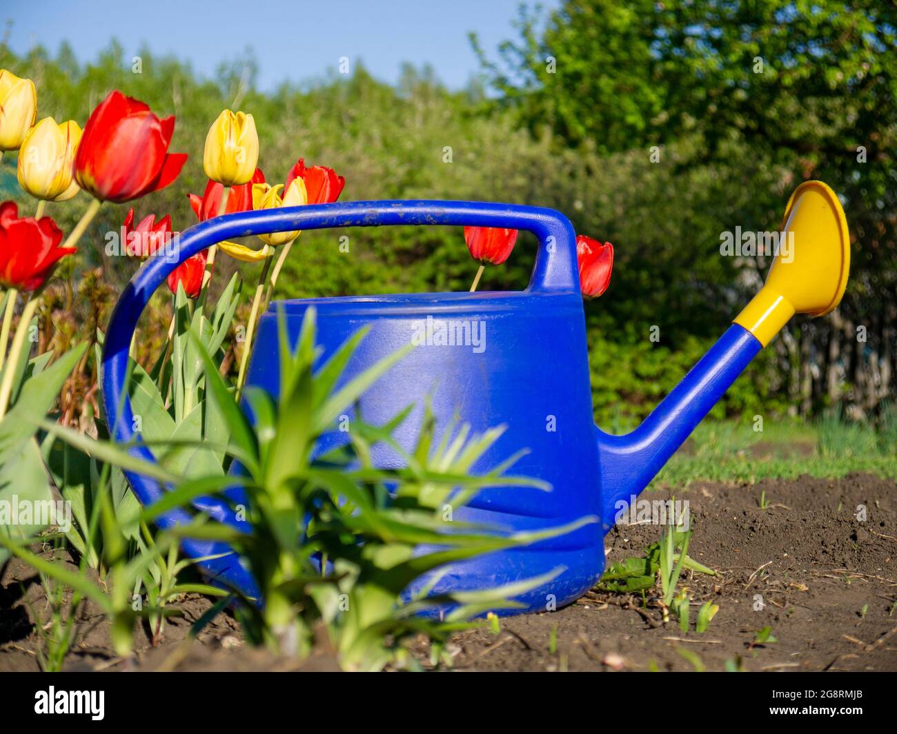 El riego del jardín puede estar parado en el suelo al lado de los tulipanes. Jardinería en un área personal de una casa de campo. Foto de stock