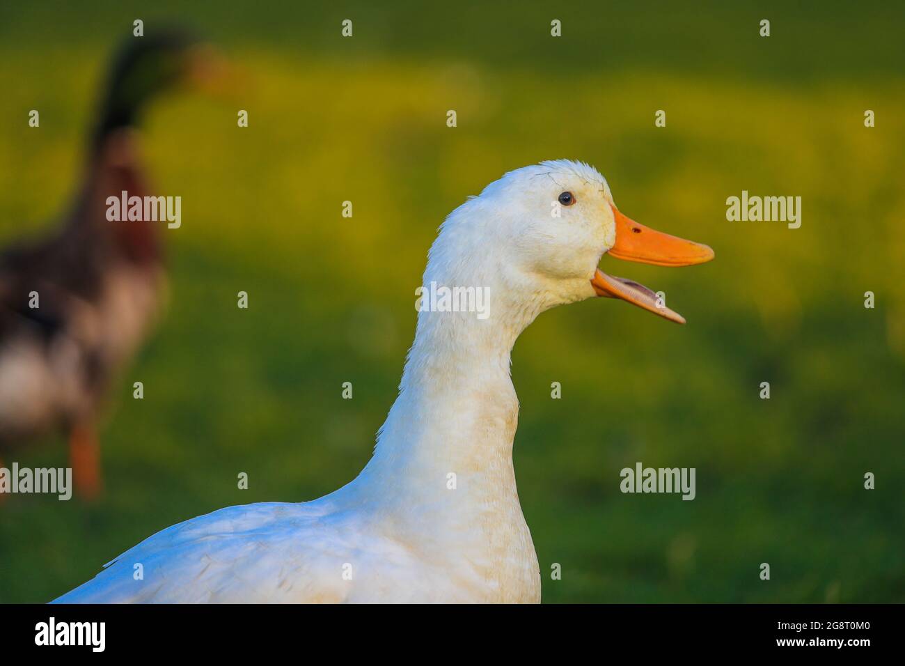 Anas platyrhynchos, patos de vida silvestre en humedal, Pato. (Foto: Luis Gutiérrez / NortePhoto.com). Anas platyrhynchos, patos de vida silvestre Foto de stock